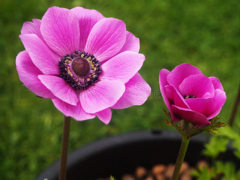 165 Anemone Plant Pot Stock Photos - Free & Royalty-Free Stock Photos from  Dreamstime