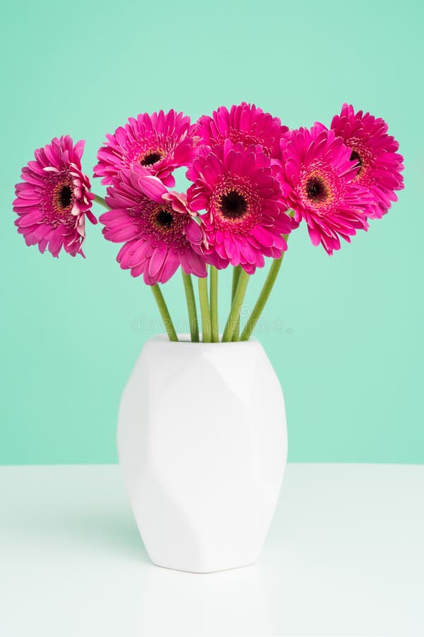 Beautiful dark pink gerbera daisies in a plain white vase against pastel green background. Minimalist floral background. Beautiful dark pink gerbera daisies in