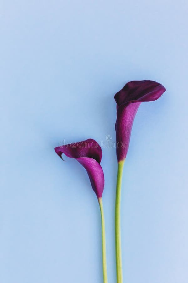 Beautiful Dark Purple Calla Lilies Flowers on a Light Blue Background ...