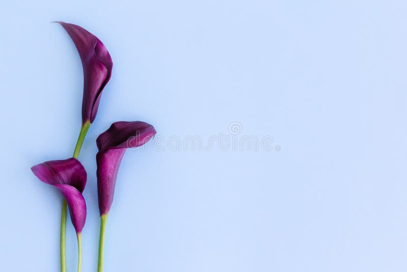 Beautiful Dark Purple Calla Lilies Flowers on a Light Blue Background ...