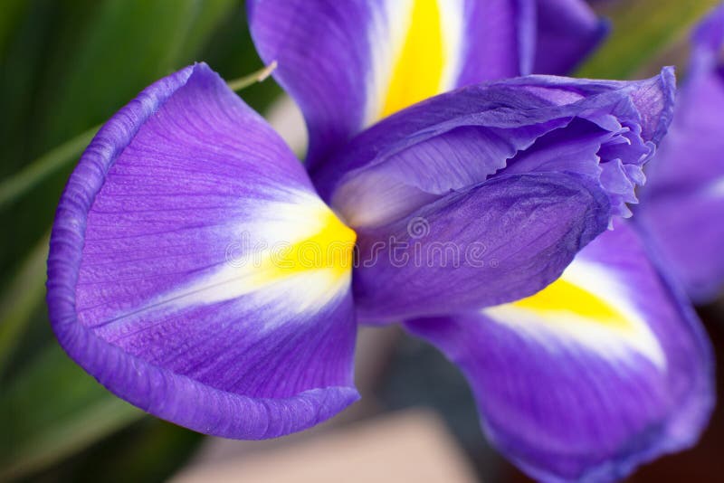 Beautiful Dark Purple Iris Flower. Closeup View Stock Image Image of