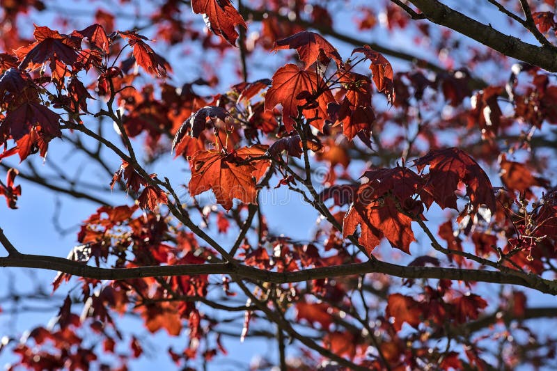 Beautiful dark-red last year autumn leaves of Crimson King Acer Platanoides Norway maple tree against blue sky