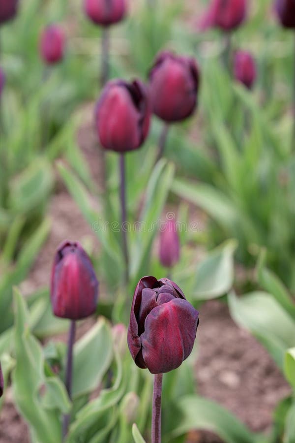Beautiful dark tulips stock photo. Image of floral, color 84208882