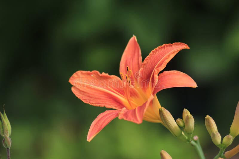 Beautiful day lily flower stock image. Image of flora - 96673825