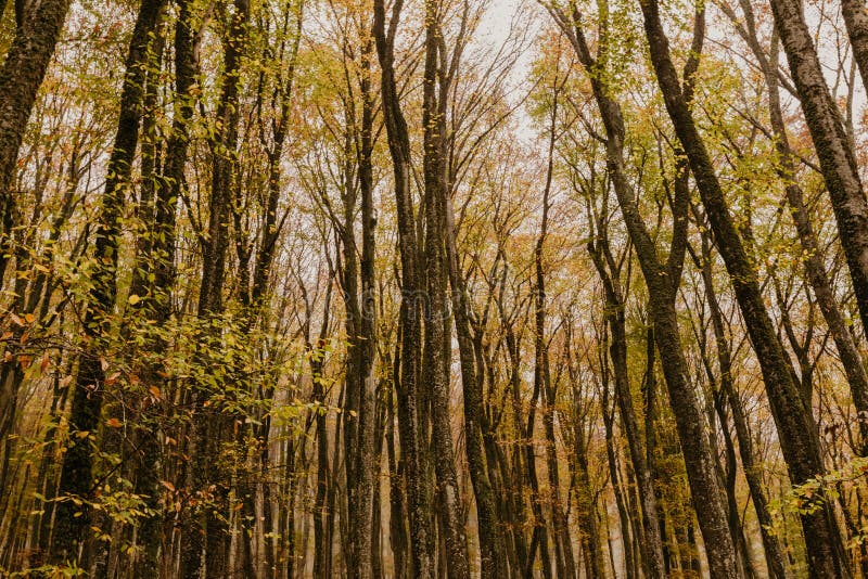 Beautiful Day in the Misty Autumn Forest with Creek Stock Image - Image ...