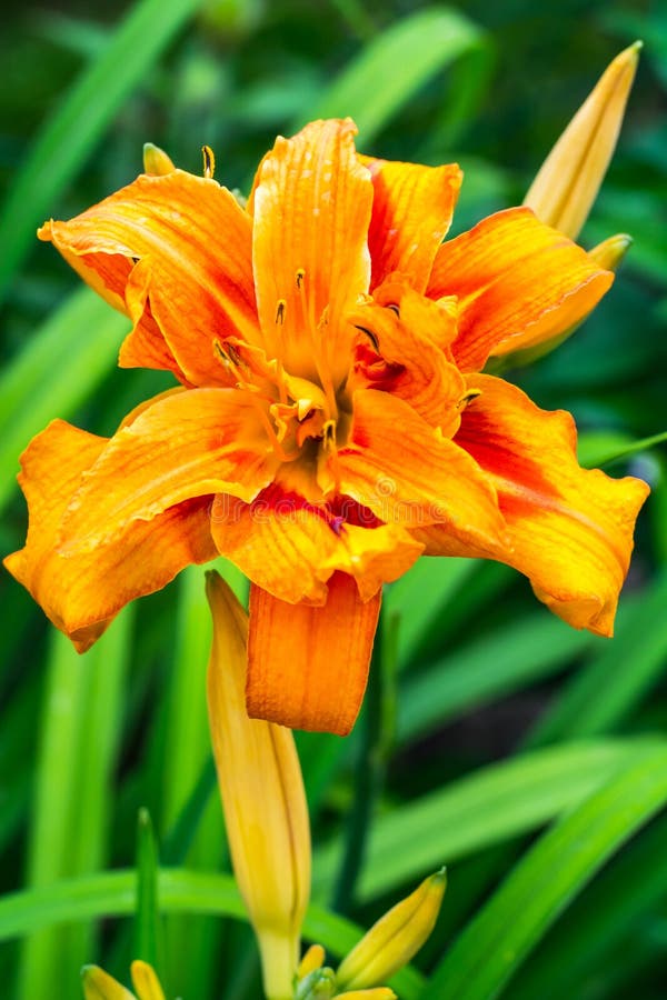 272 Beautiful Daylilies Growing Garden Stock Photos Free & Royalty