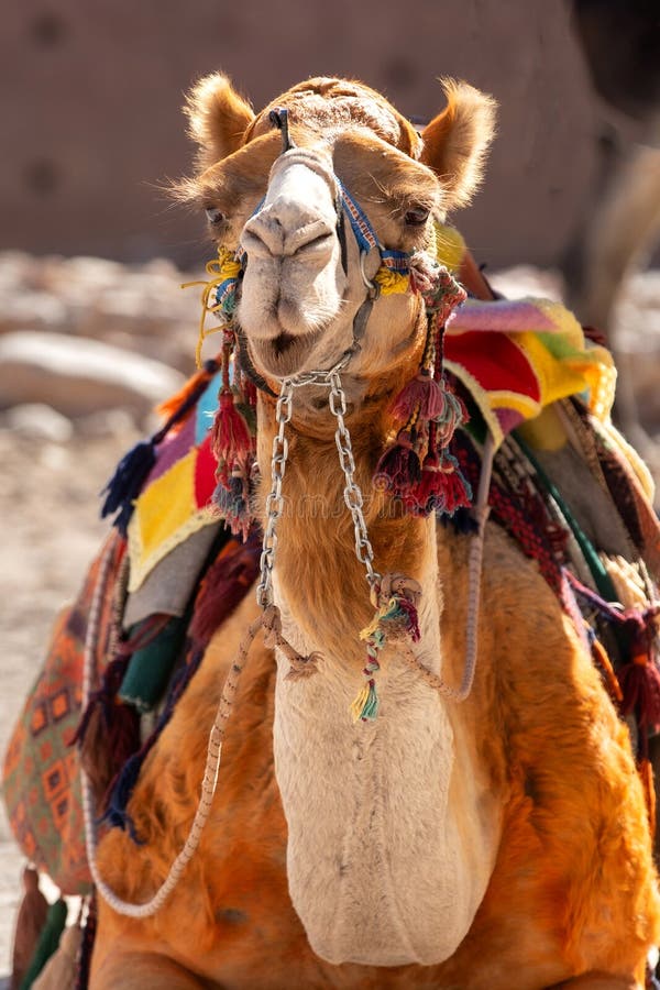 Brown camel on desert during daytime, HD phone wallpaper | Peakpx