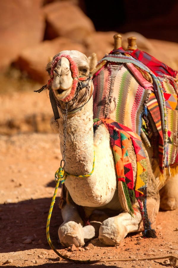 Desert Camel Background Wallpaper Image For Free Download - Pngtree