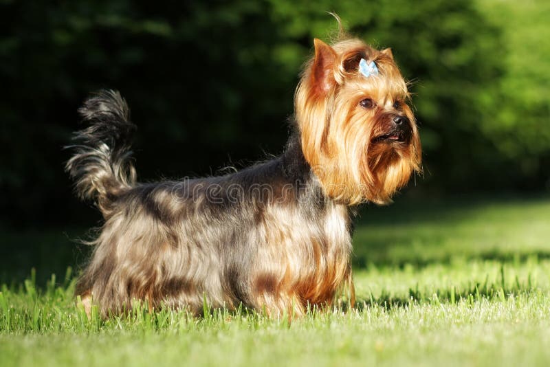 Beautiful decorative dog Yorkshire Terrier standing in show position in the summer on the nature