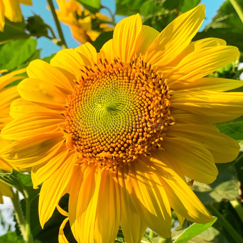 Helianthus, Decorative Sunflower Flower on a Dark Background Floral ...