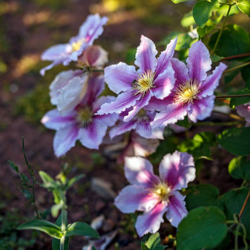 Beautiful deep pink, Purple flower Clematis in garden royalty free stock image Beautiful deep pink, Purple flower Clematis in garden royalty free stock image