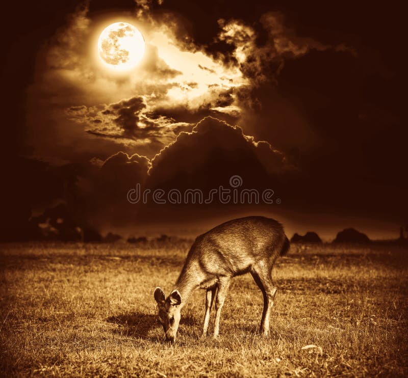 Beautiful deer graze among sky with bright full moon and dark cl