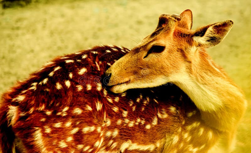 A beautiful deer is shown her eye by turning her neck royalty free stock photo A beautiful deer is shown her eye by turning her neck royalty free stock photo