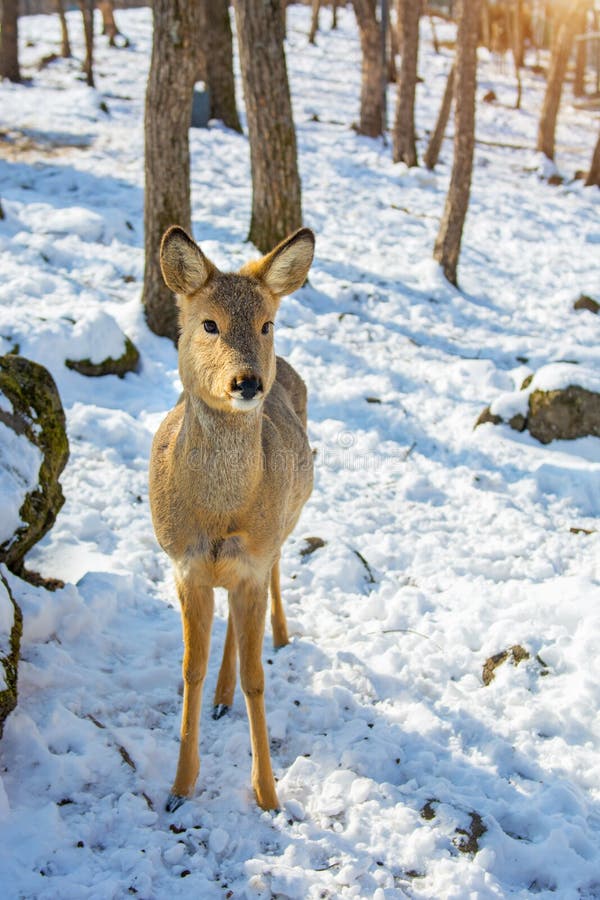 Beautiful Deer on Snow Land, Young High Deer Looks at Us. Stock Photo ...