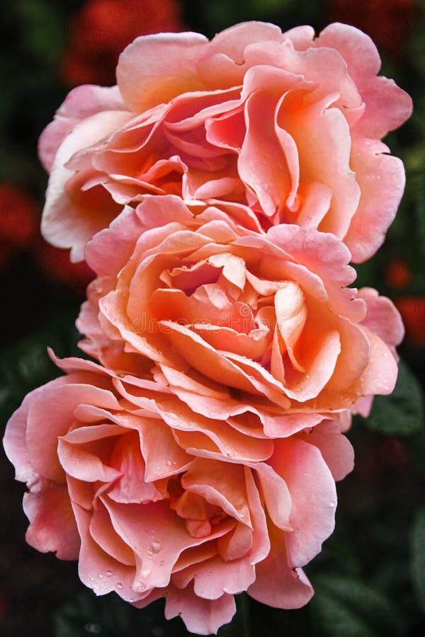 Beautiful Delicate Spring Flower. Flowers Pink Roses Stock Photo