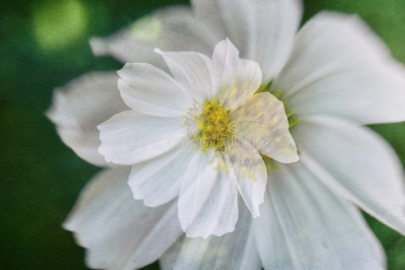 L Delicates Natural Summer Flower among Greenery in the Garden Stock