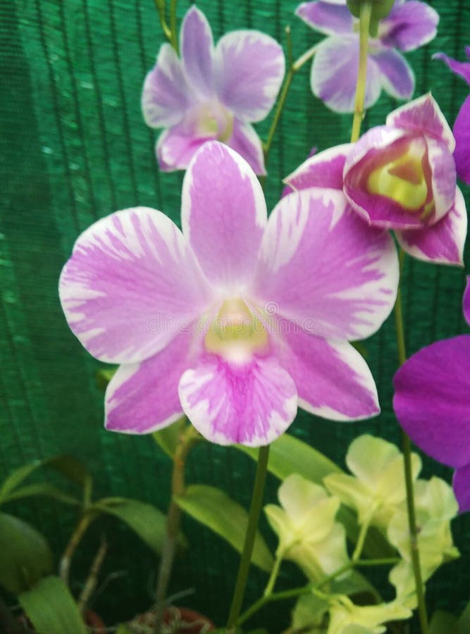 Beautiful Denrobiyam Orchids Flower in Sri Lanka Stock Image Image of