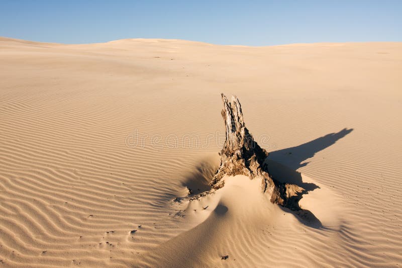 Beautiful desert landscape with the dead tree log