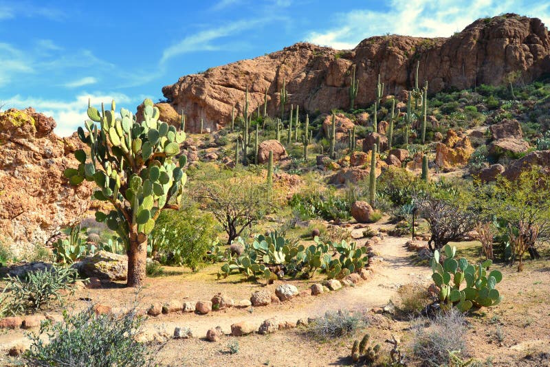 A Beautiful Desert Scene