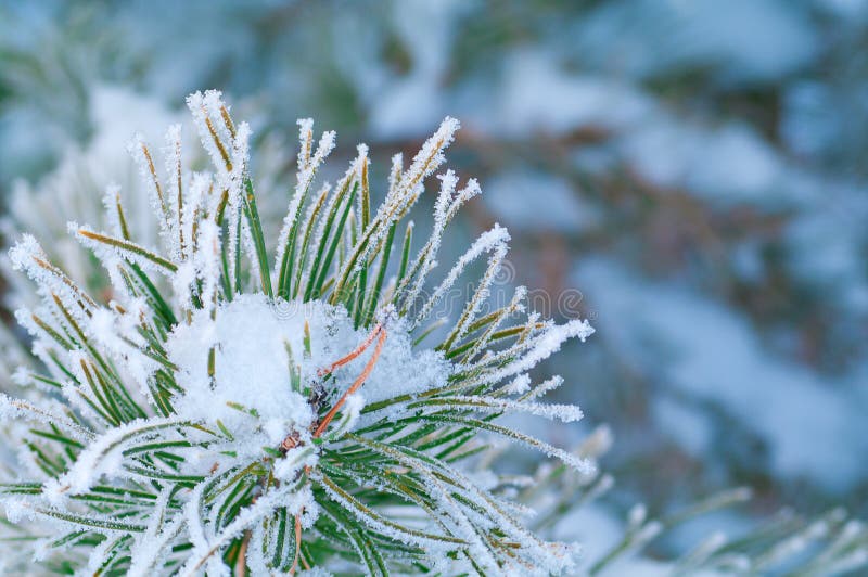 Beautiful details of nature in winter