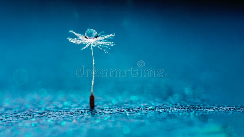 Beautiful dew drops on a dandelion seed macro. Beautiful soft background. Water drops on a parachutes dandelion. Copy space. soft