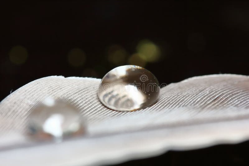 Dew on feather close up for beautiful abstracrt background stock photos