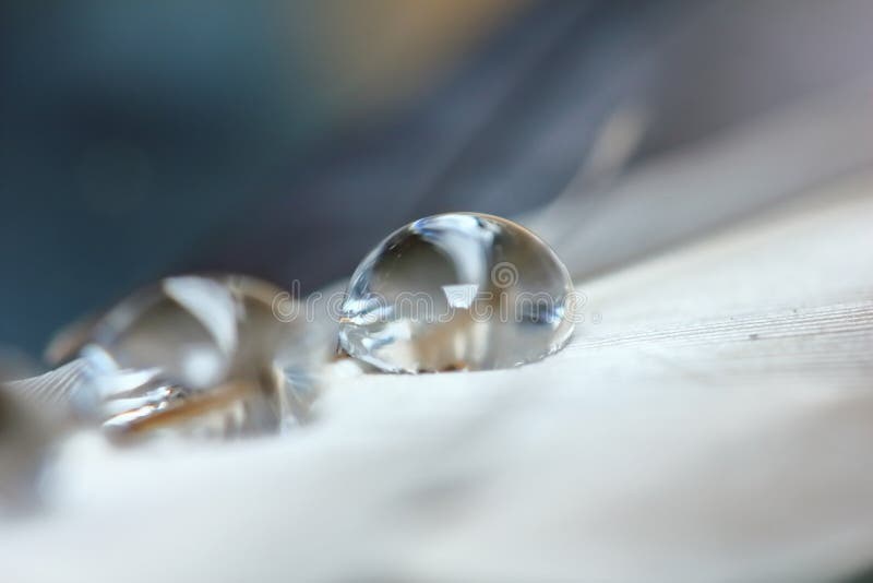 Dew on feather close up for beautiful abstracrt background royalty free stock photo