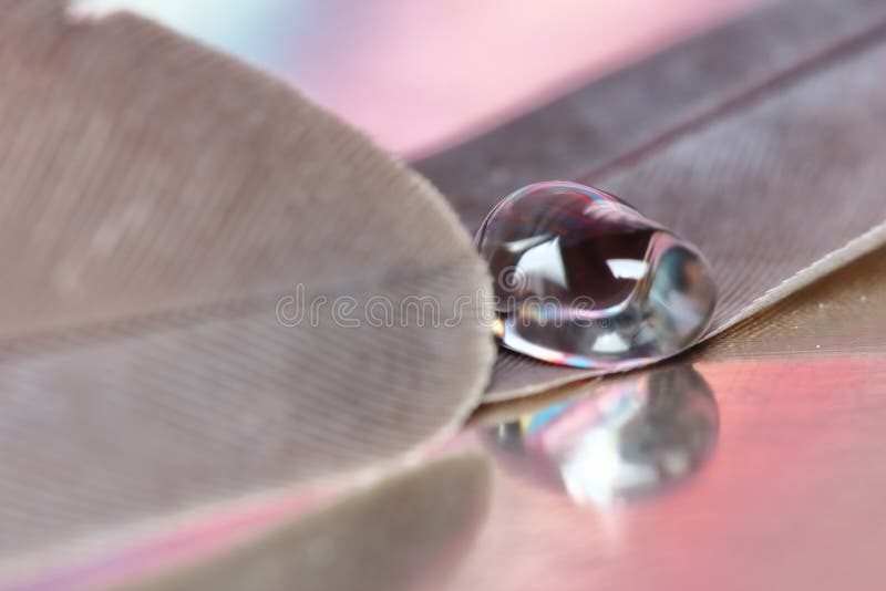 Dew on feather close up for beautiful abstracrt background stock photography