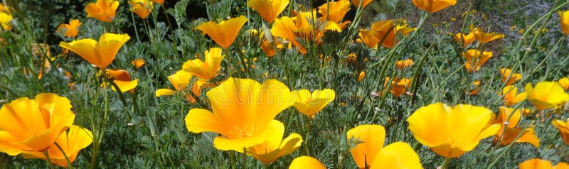 California Poppies Eschscholzia californica Glowing in the Afternoon Sun Horizontal