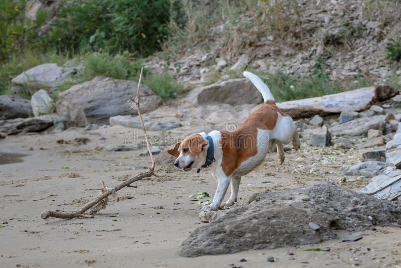 Beautiful dog Beagle running on the beach stock images