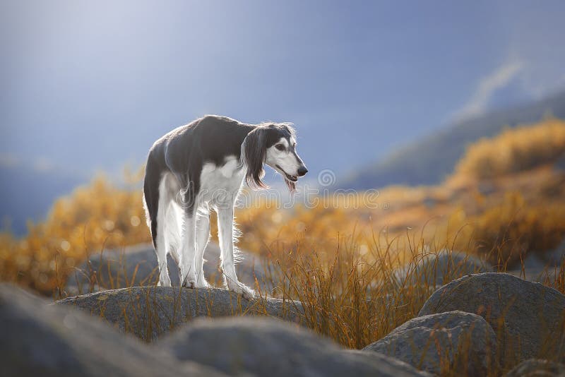 Beautiful dog breed Saluki on the rocks.