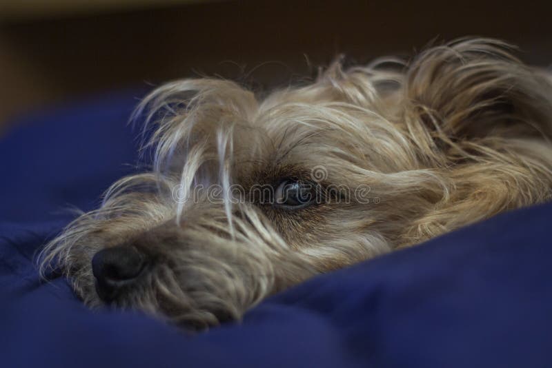 Beautiful Dog Sleeping on the Bed. Stock Image Image of lovely, cute