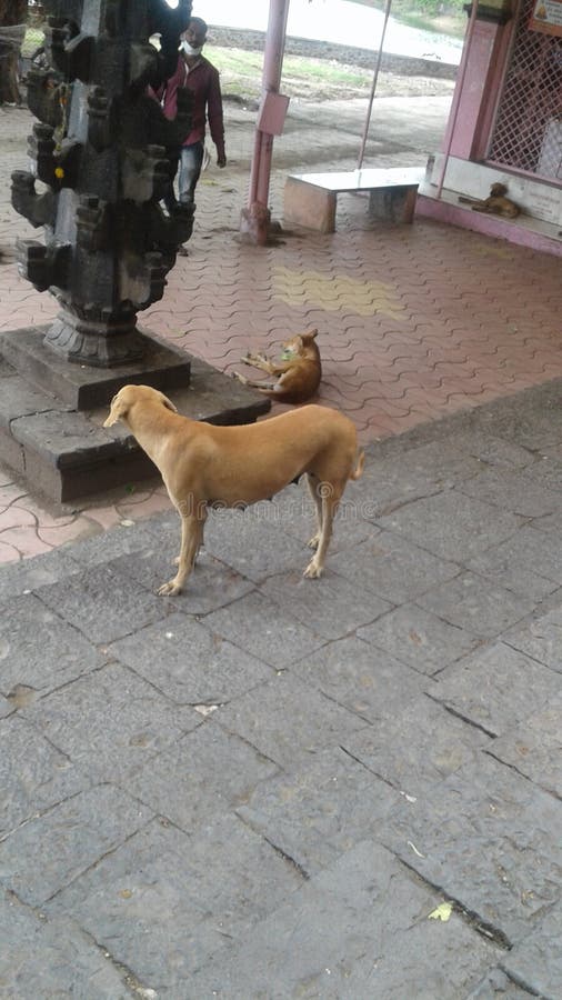 dog door step down