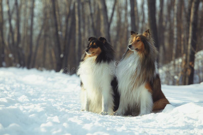 Dog walking on snow stock photo. Image of oute, purebred 107971798