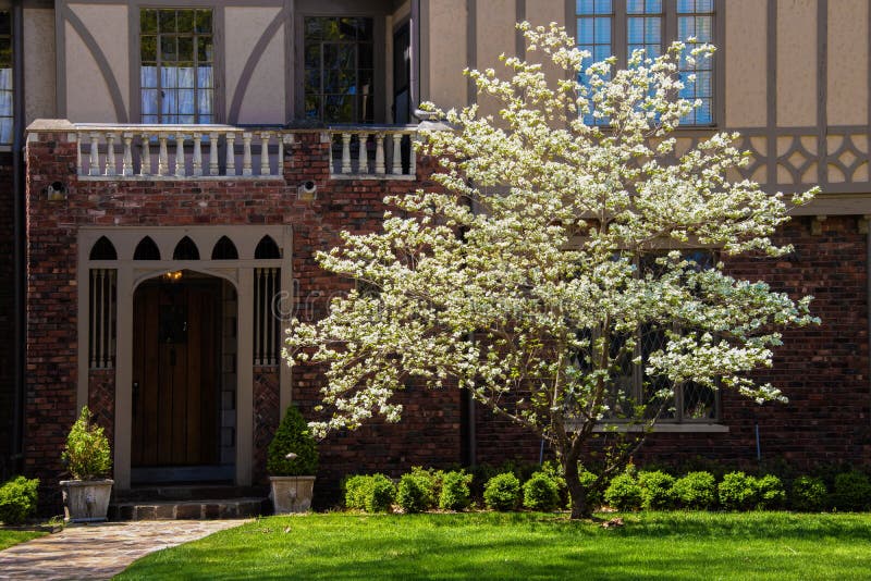 Beautiful dogwood tree in full bloom in sunshine in front of entrance to Tudor style home in shade behind