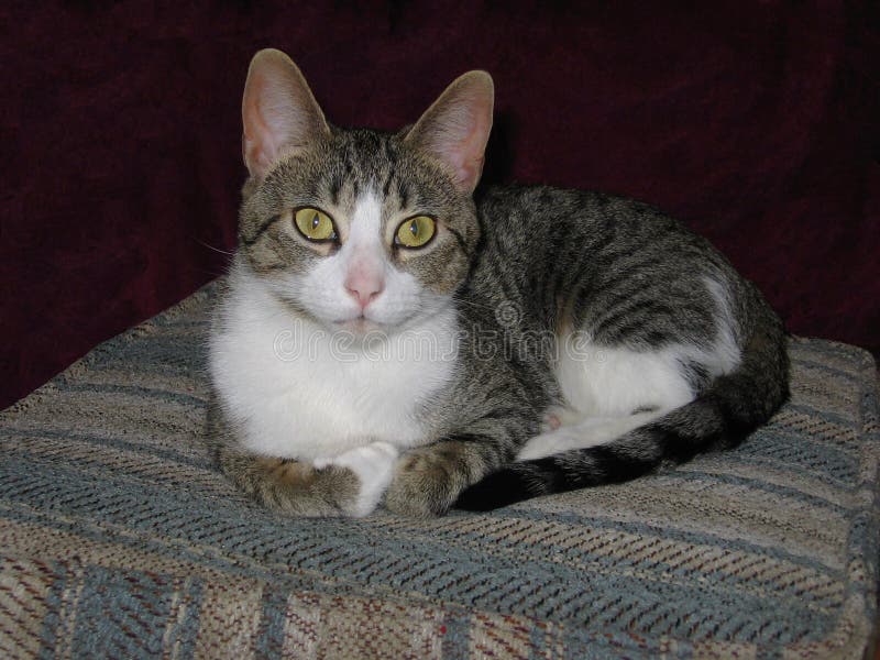 Beautiful domestic tabby cat, with big green eyes, relaxing on a chair-stock photos stock photos Beautiful domestic tabby cat, with big green eyes, relaxing on a chair-stock photos stock photos