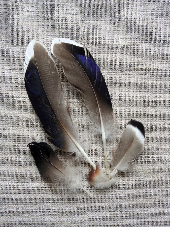 Beautiful Dove Birds Feathers, Lithuania Stock Photo Image of bird