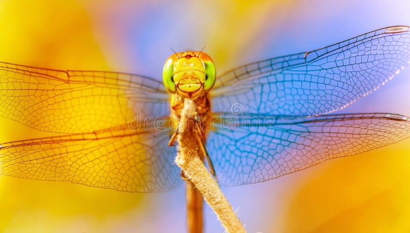 Beautiful dragonfly