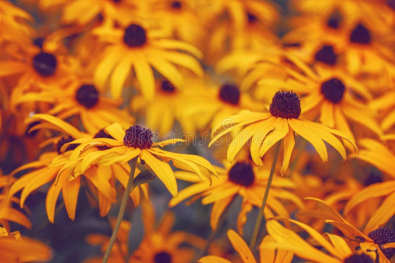 Beautiful dreamy magic yellow rudbeckia hirta black-eyed susan sunflower flowers background. Bright golden artistic floral royalty free stock photos Beautiful dreamy magic yellow rudbeckia hirta black-eyed susan sunflower flowers background. Bright golden artistic floral royalty free stock photos