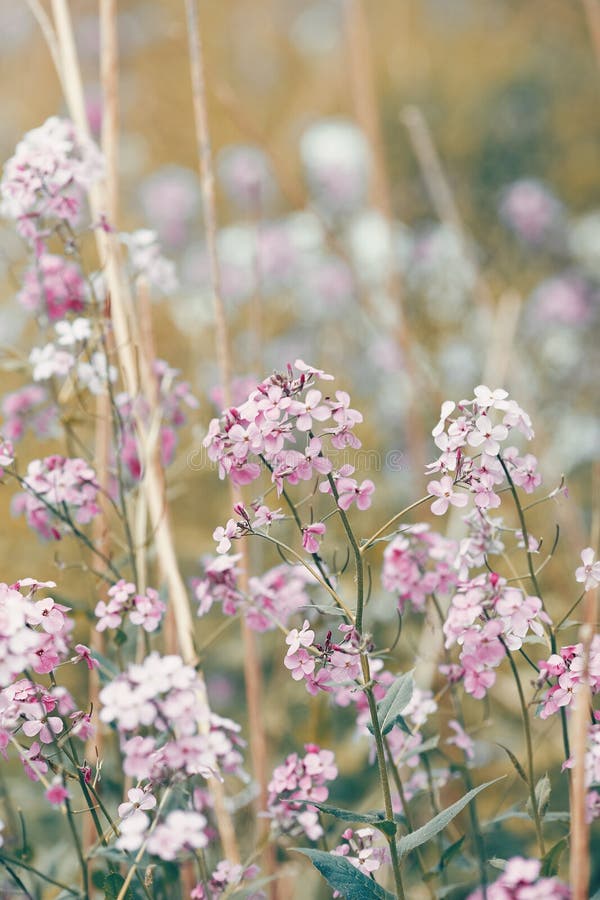 315 Vsco Flowers Photos Free Royalty Free Stock Photos From