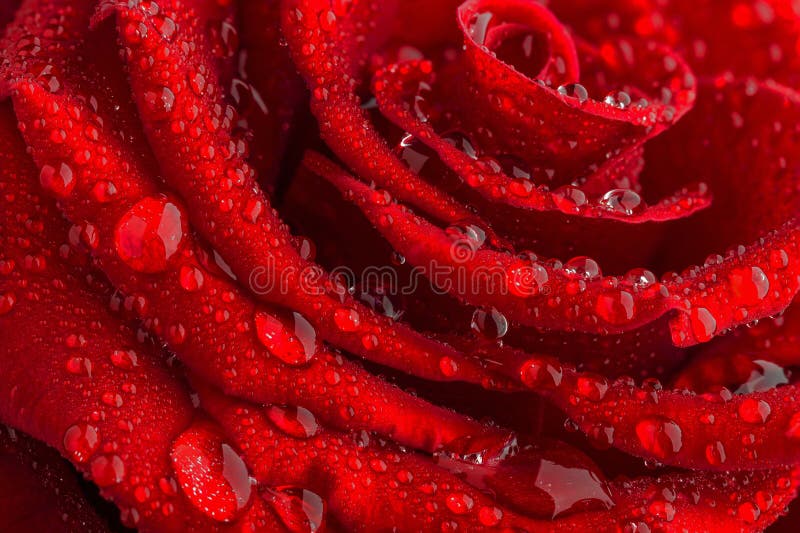 Beautiful drops of water on the petals of a red rose.