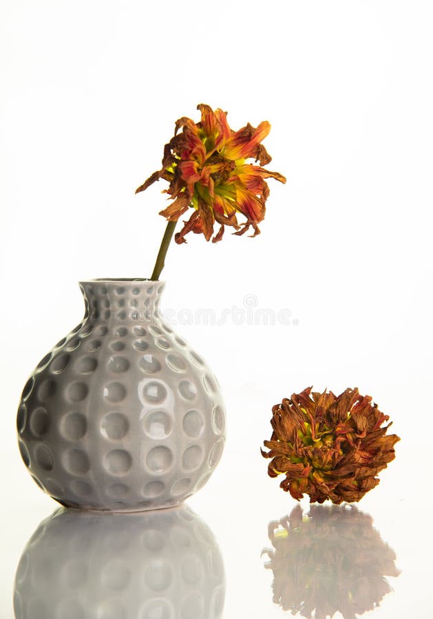 Beautiful dry and wilted yellow gerbera flower on a  vase creating a beautiful still-life composition