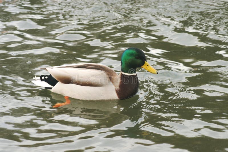 Beautiful ducks in cold water 19