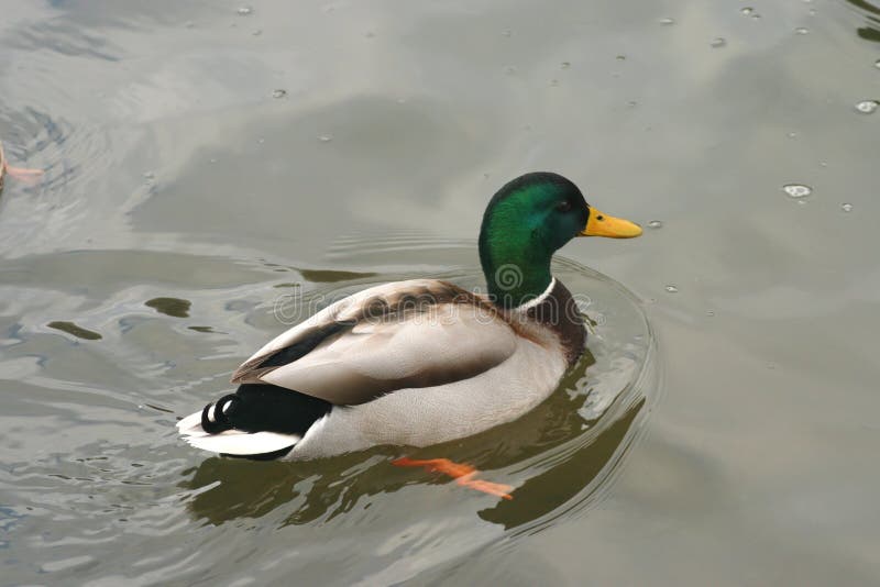 Beautiful ducks in cold water 22