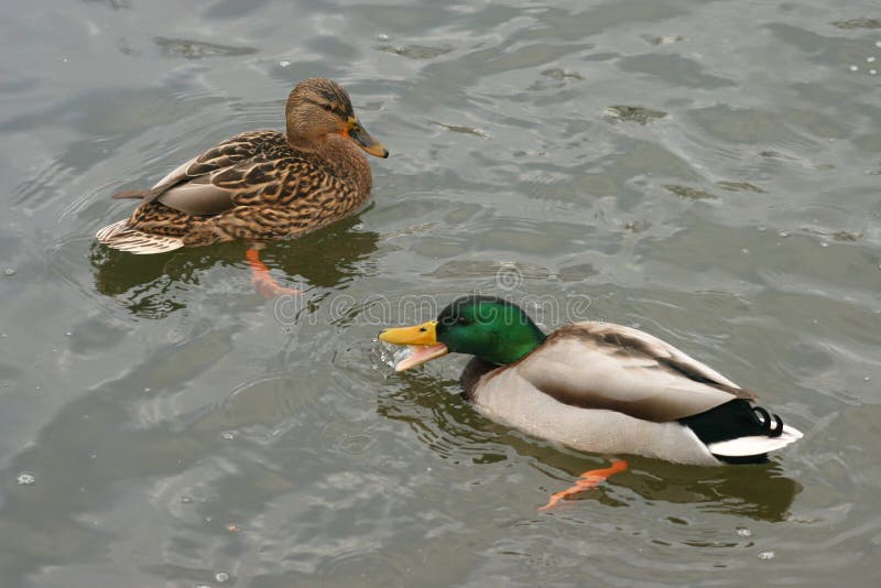 Beautiful ducks in cold water 30