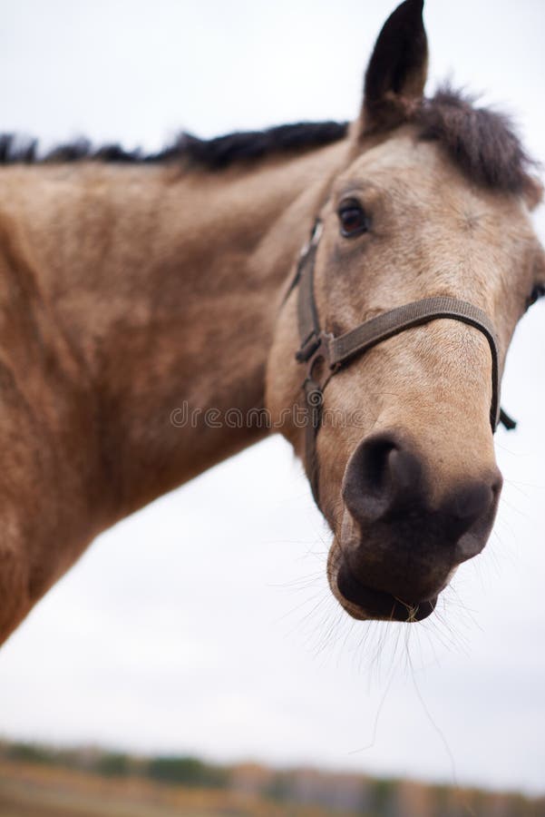 1 504 Buckskin Horse Photos Free Royalty Free Stock Photos From Dreamstime