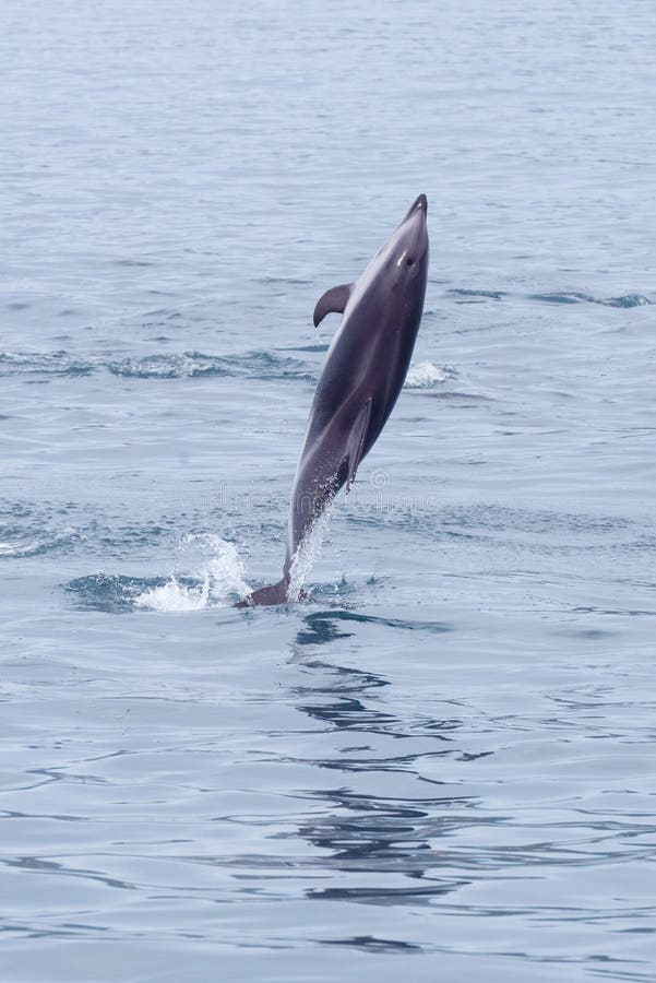 Dusky dolphin pirouetting in Kaikoura royalty free stock photos Dusky dolphin pirouetting in Kaikoura royalty free stock photos