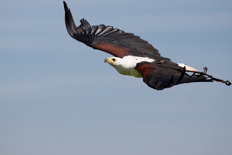 Beautiful eagle flying