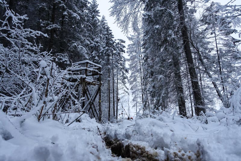 At the forefront of a large fir and a hunting turret covered with snow. Beautiful, early winter morning, everything around looks like light blue - blue sky, blue stock images At the forefront of a large fir and a hunting turret covered with snow. Beautiful, early winter morning, everything around looks like light blue - blue sky, blue stock images