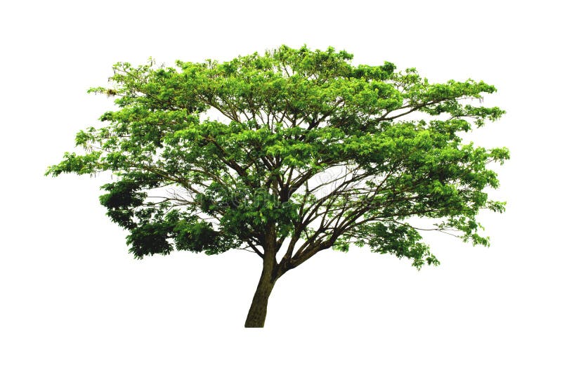 Beautiful East Indian walnut tree or Rain Tree or Samanea saman tree isolated on white background with clipping path.